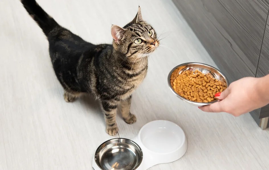 How to Make Cat Food Soft? 3 Amazing Methods