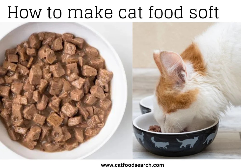 How to Make Cat Food Soft? 3 Amazing Methods