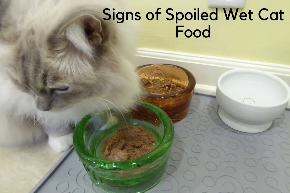 Does Wet Cat Food Need To Be Refrigerated Cat Food Search