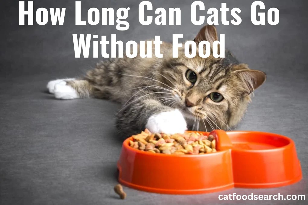 How Long Can Cats Go Without Food? Best Analysis