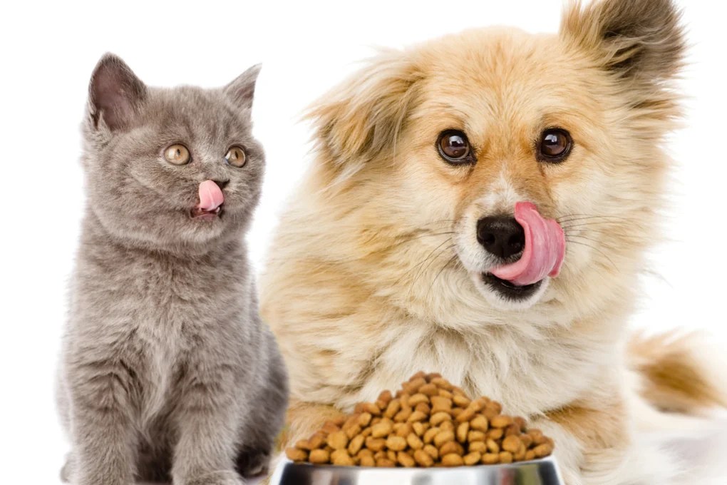Why Is My Dog Eating Cat Food? Best 5 Reasons Perfect Cat Food