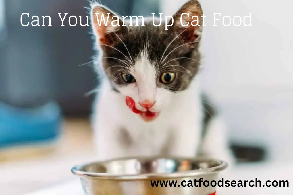 Can You Warm Up Cat Food? 11 Simple Tips To Warm Up