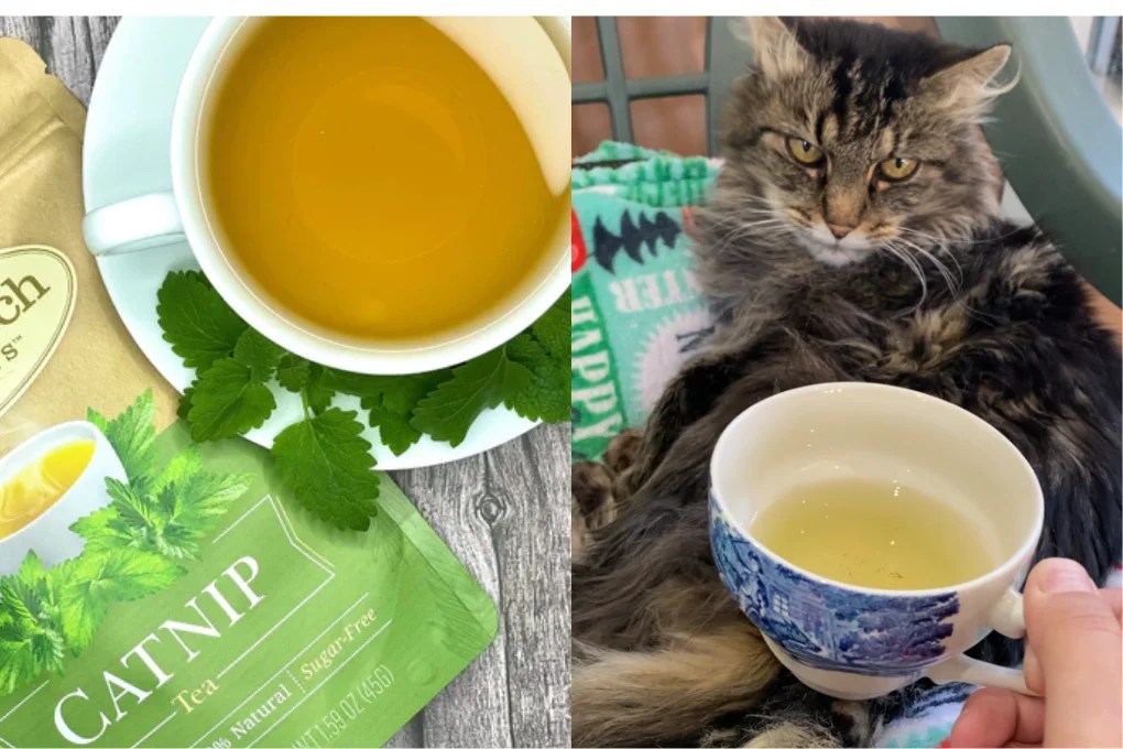 How To Make Catnip Tea For Your Cat? Easy Steps Perfect Cat Food