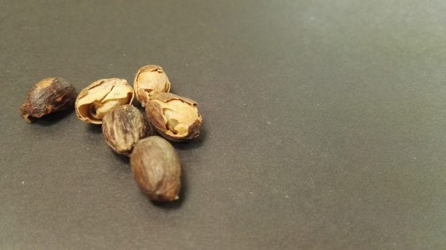 7 Green Bean Defects Roasters & Producers Need to Recognise