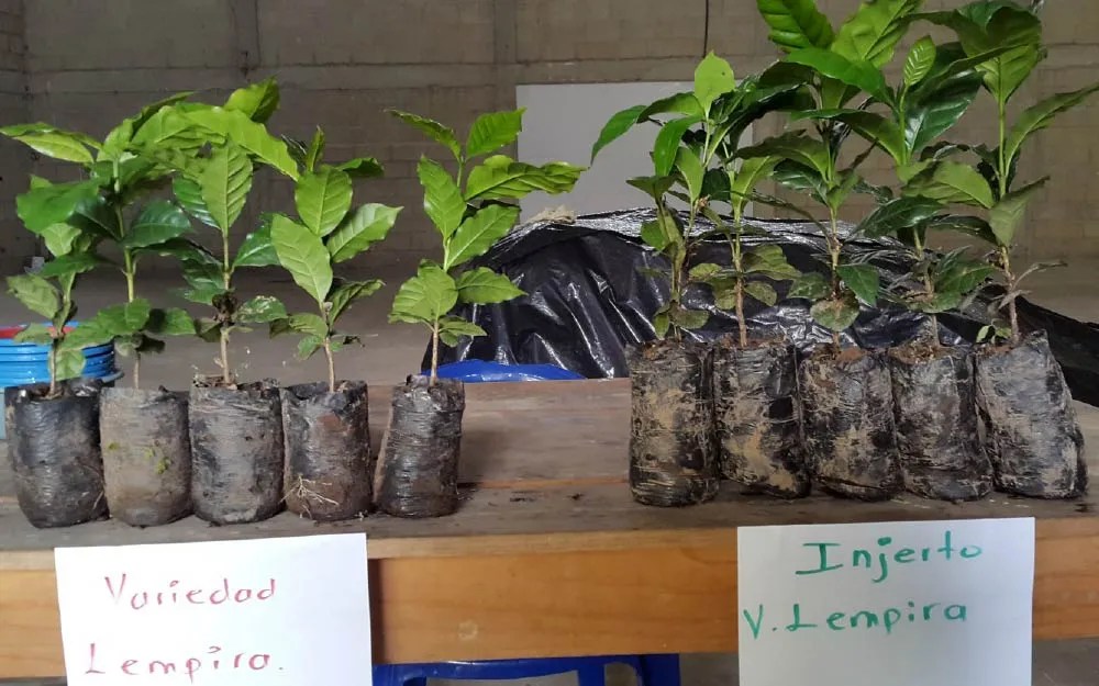 Cómo Injertar Arábica en Robusta Mejora el Rendimiento Del Café