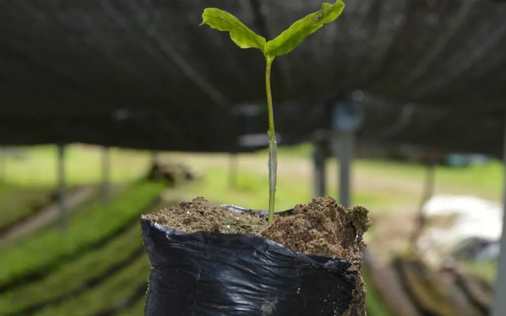 Cómo Injertar Arábica en Robusta Mejora el Rendimiento Del Café