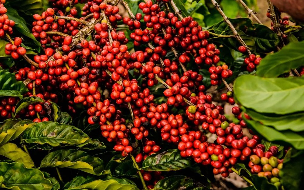 Analizando la Escena Del Café Robusta de Especialidad en Brasil