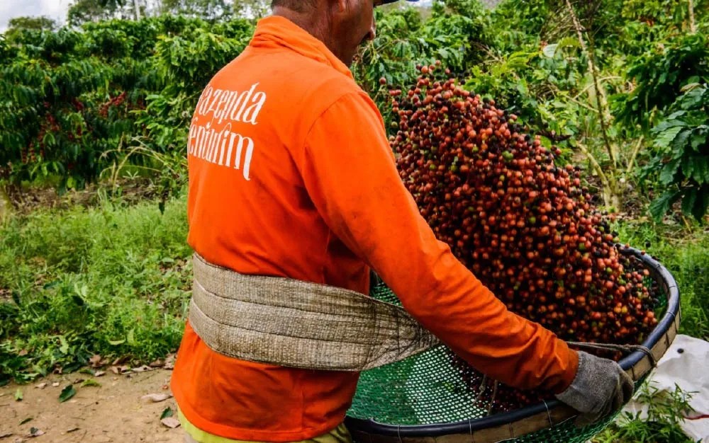 Exploring The Connection Between Canephora & Robusta Alai