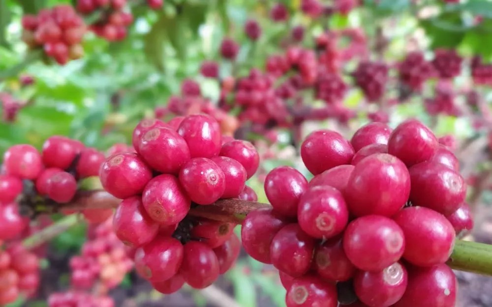 Exploring The Connection Between Canephora & Robusta Alai