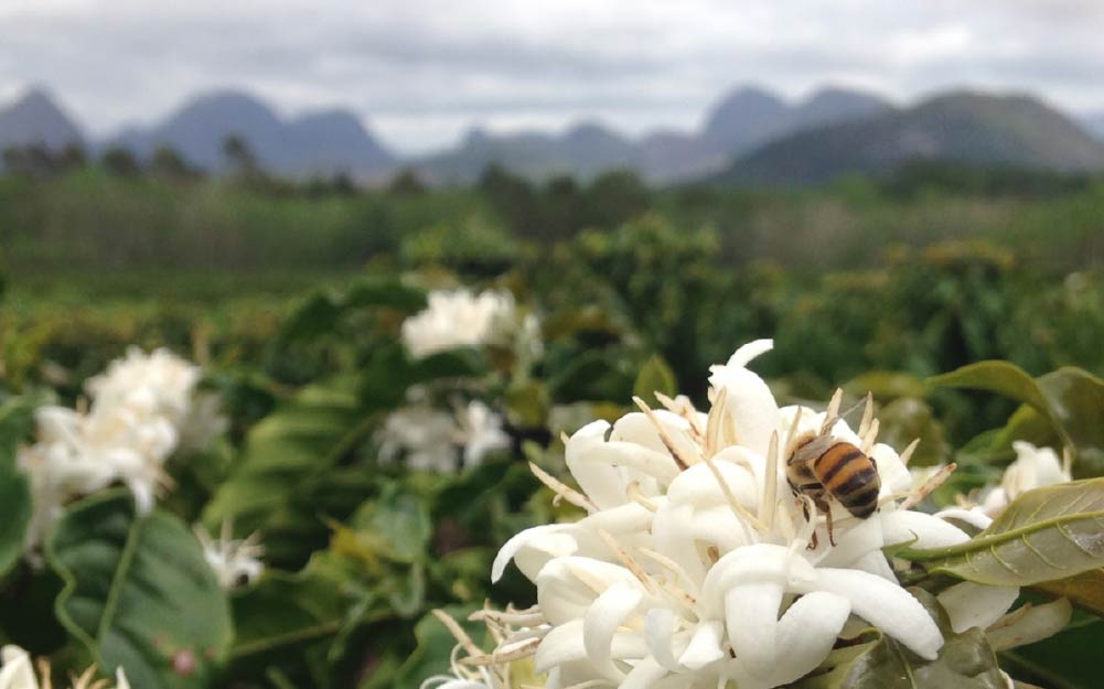 Exploring The Connection Between Canephora & Robusta LaptrinhX / News