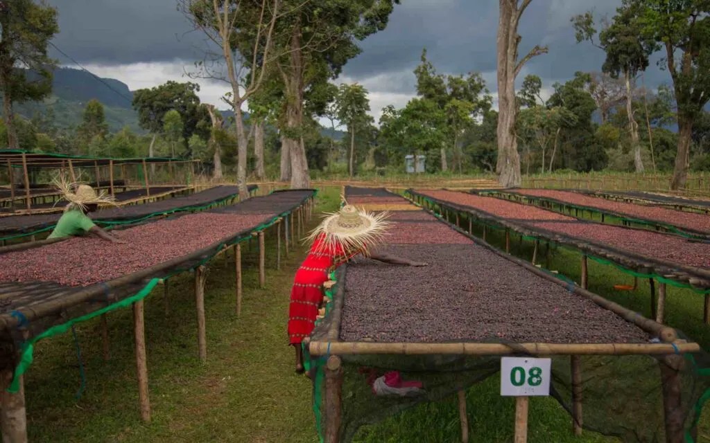 Coffee job roles What is a green coffee buyer? Perfect Daily Grind