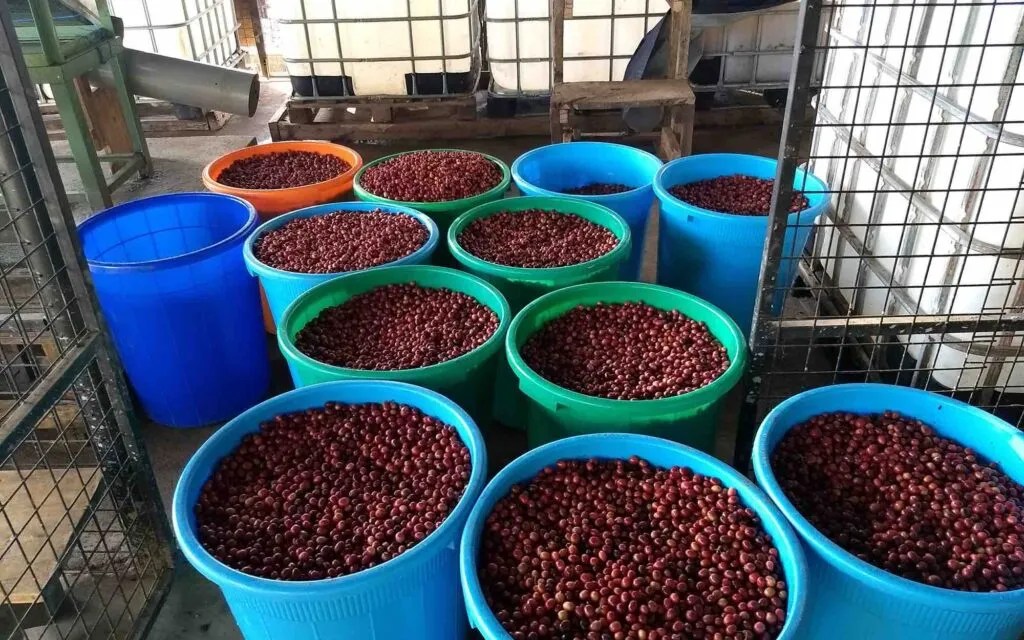 Coffee job roles What is a green coffee buyer? Perfect Daily Grind