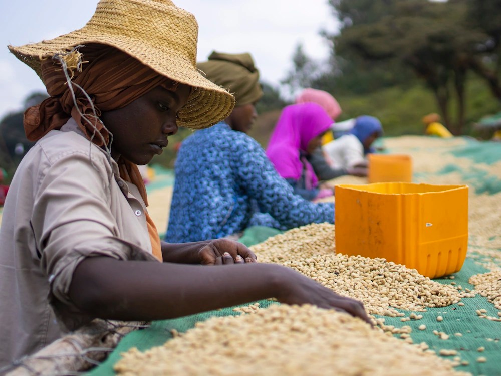 - Healthy Brew Hub African producers sort green coffee on raised beds.