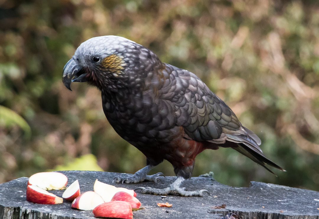 The birds of Stewart Island The Perfect Day Factory