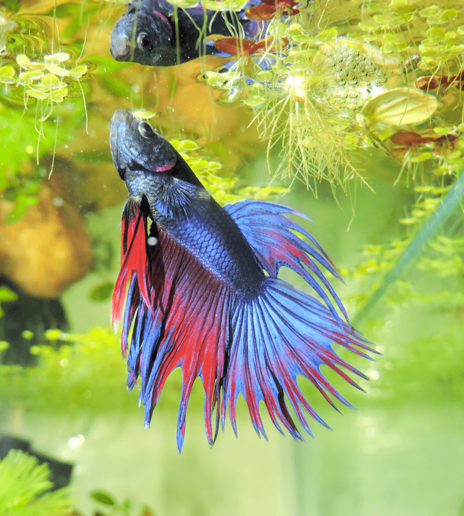 Best 5 Plants For Betta Fish Tank Or Other Small Fish Tanks