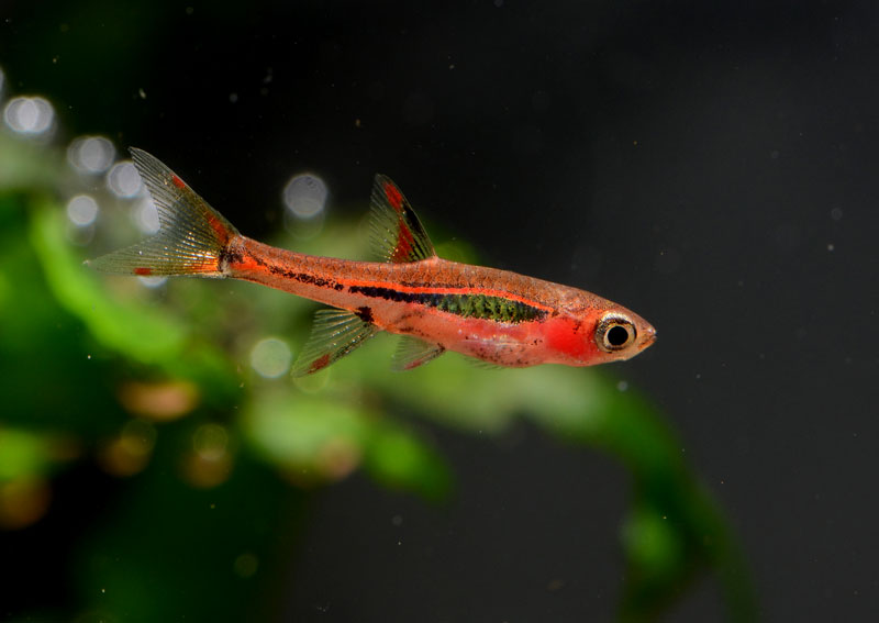 Chili Rasbora Care Guide, Breeding and Compatibility