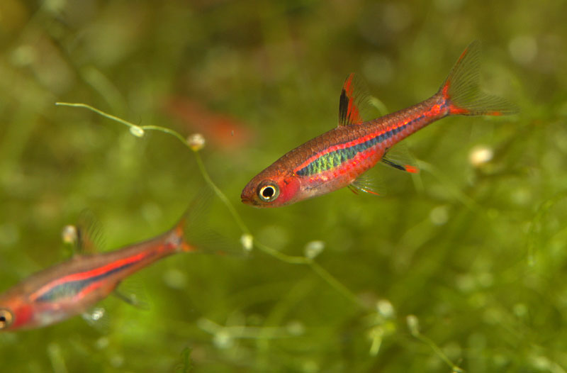 Chili Rasbora Care Guide, Breeding and Compatibility