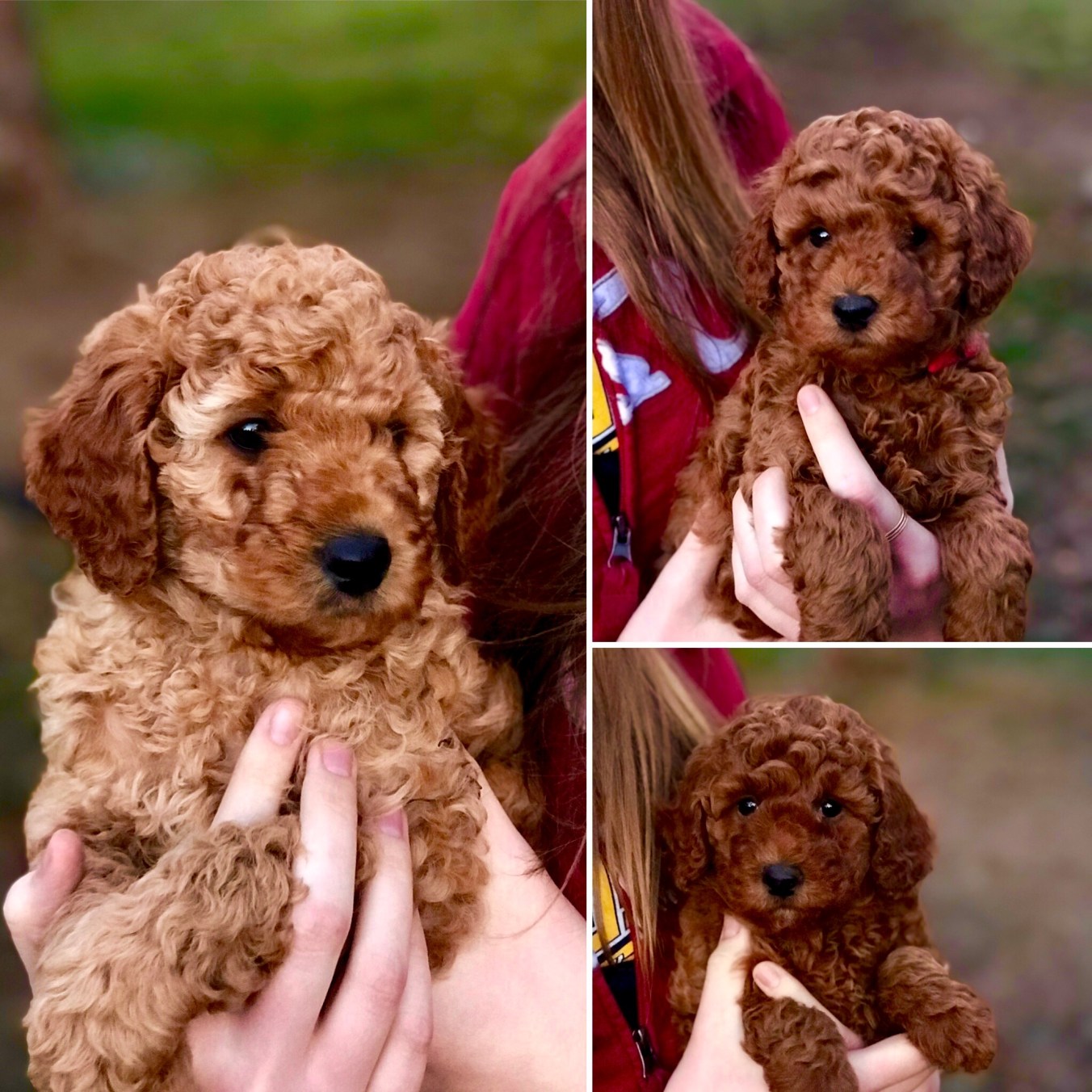 Miniature/Moyen Poodle Puppies December 2017! Perfection Poodles