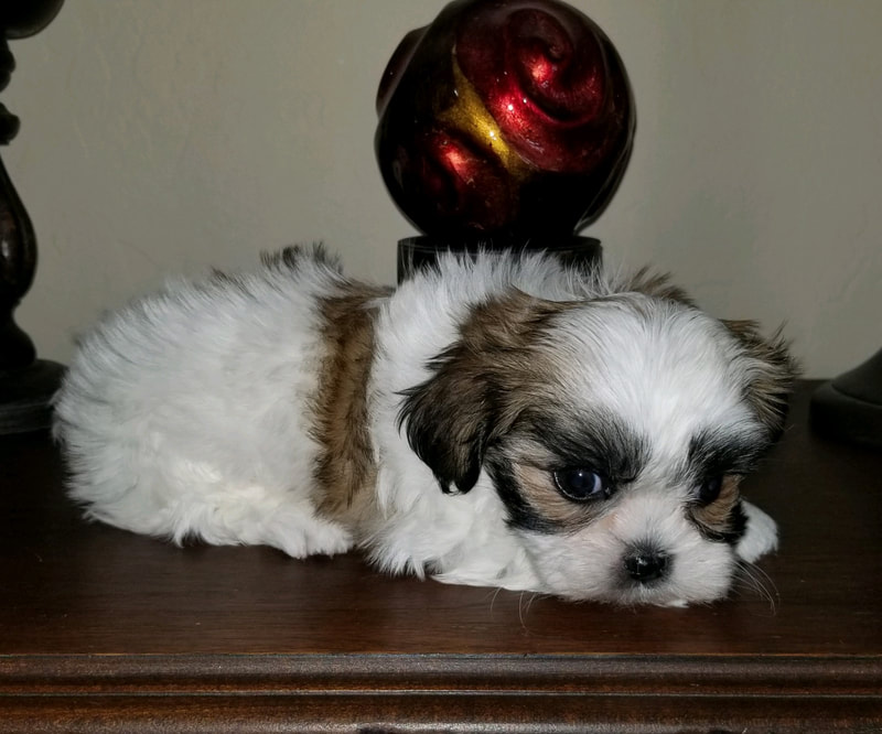 Testimonials Perfect Little Pups For Sale