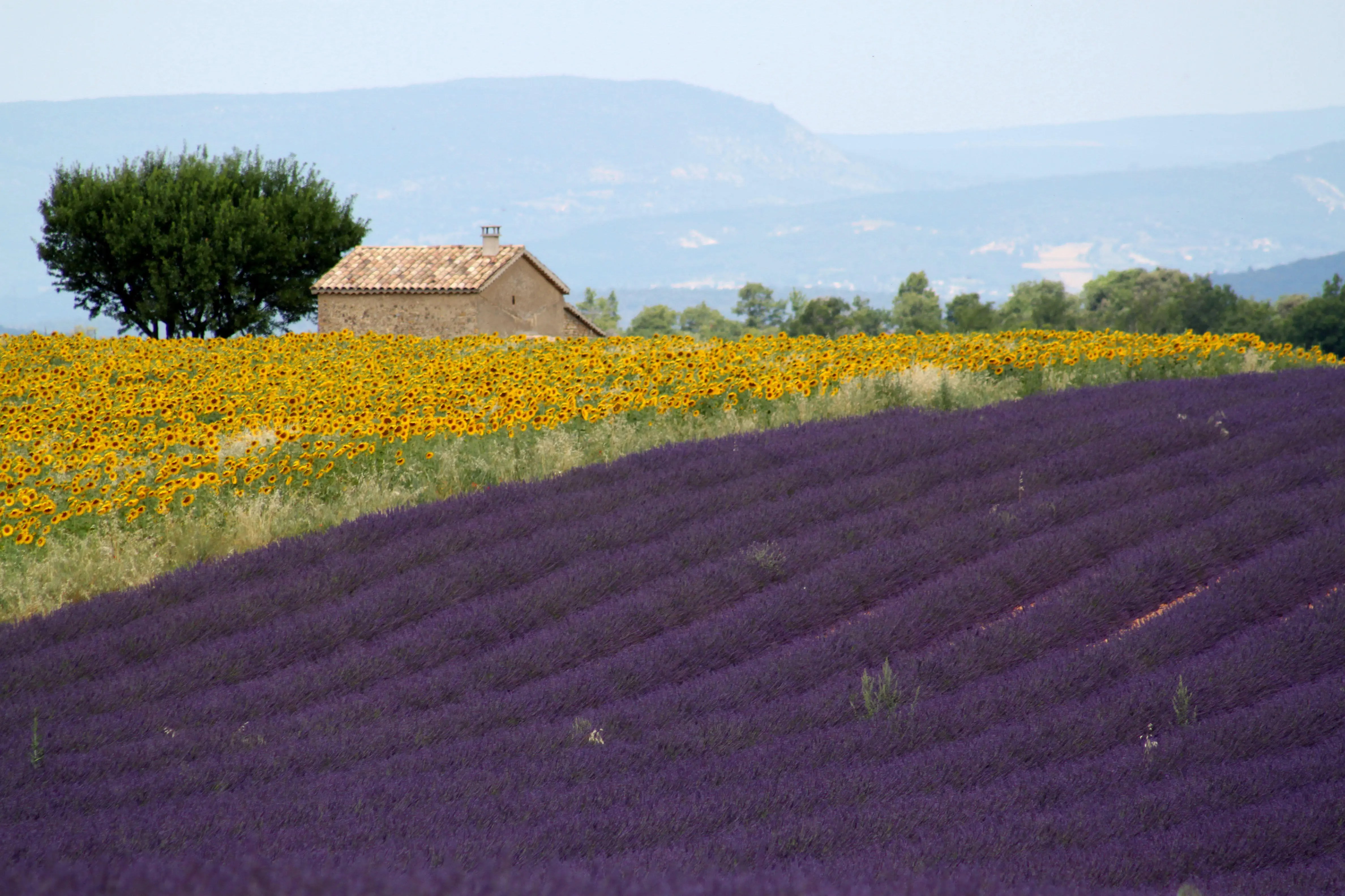 The Purple Beauty of Provence Lavender