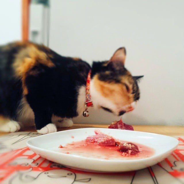 Raw Feeding Transition Guide For Cats