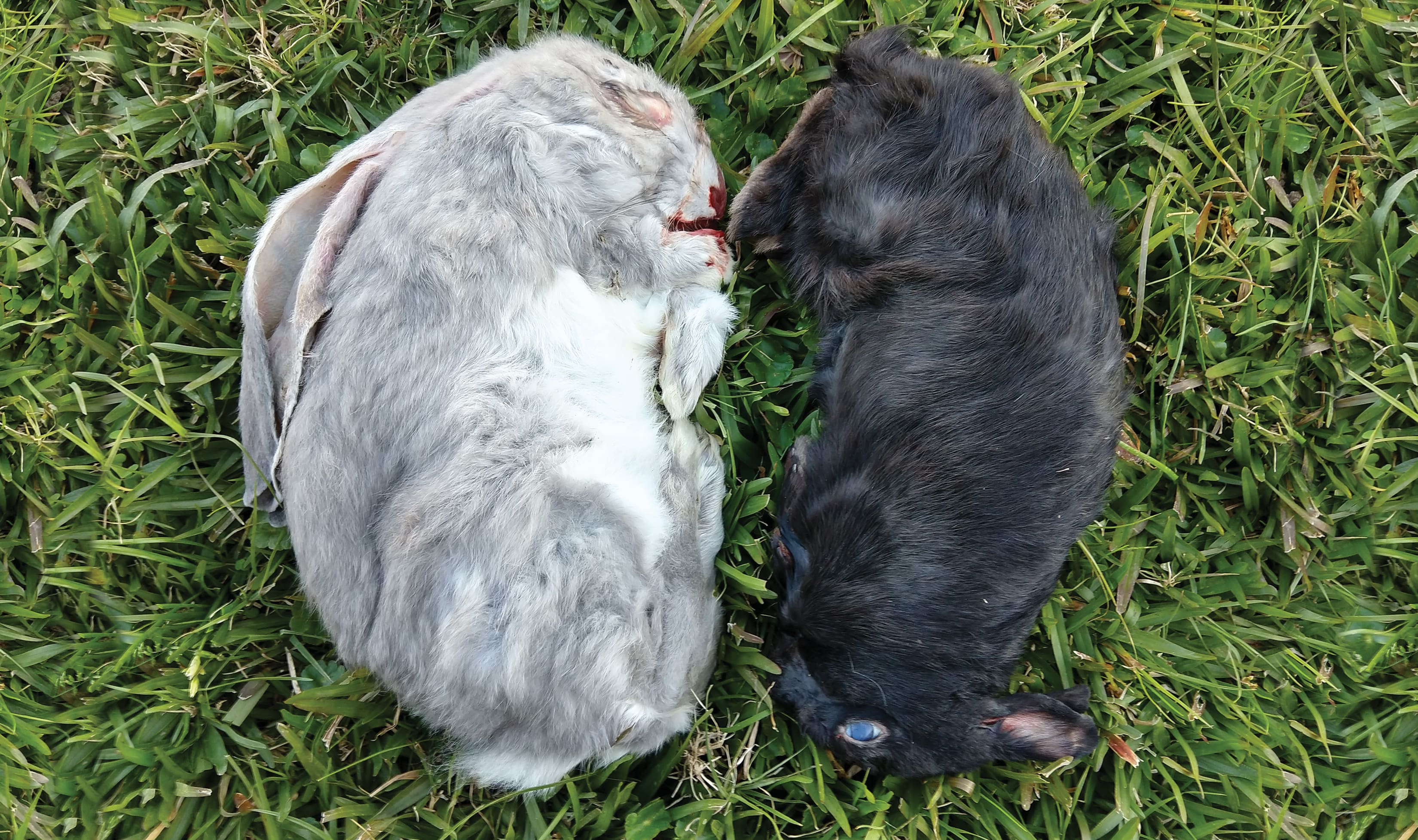 PMR Diet, Prey Model Raw Diet for Puppies, Raw Feeding Diet Types