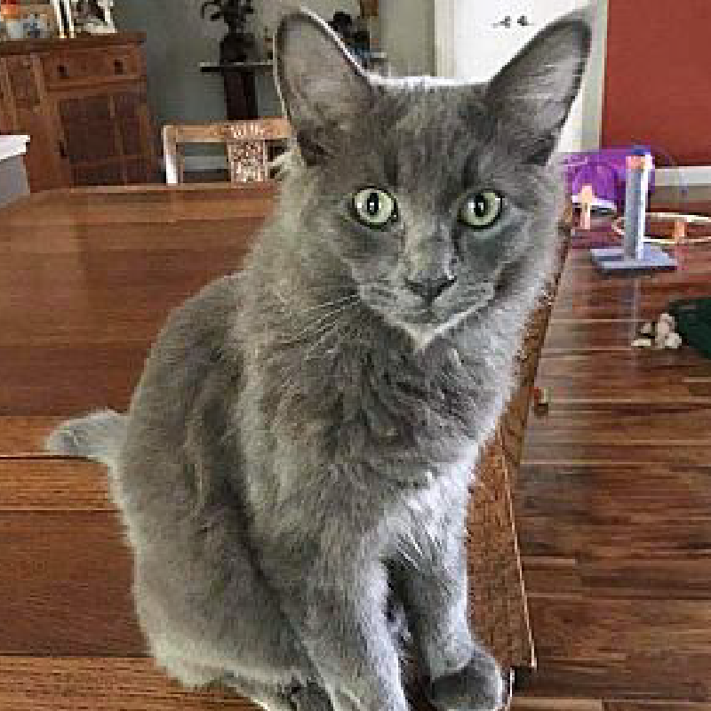 Perfect Paws Animal Advocates Yuba City, California