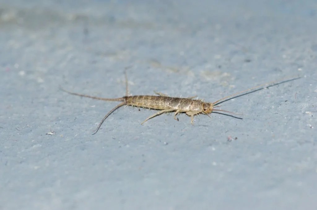Vancouver Silverfish Removal Silverfish Extermination PPS