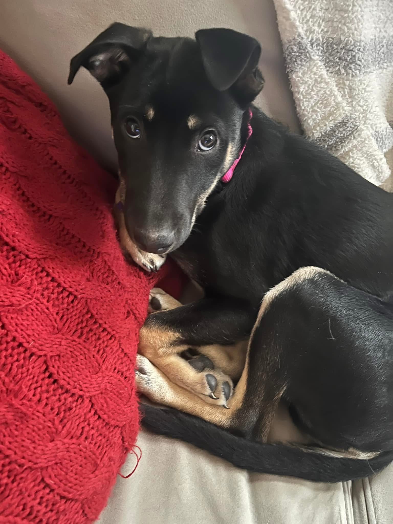 Perfect Pets Rescue, Inc Dogs and cats available for adoption in New York