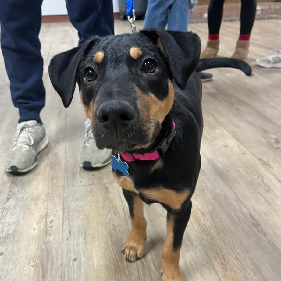 Perfect Pets Rescue, Inc Dogs and cats available for adoption in New York