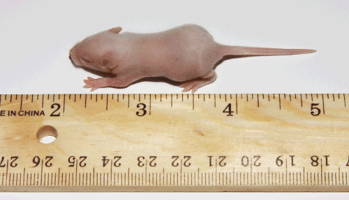 Frozen Feeder Mice | Pinkies | Small & Adult Mice | PerfectPrey.com, LLC