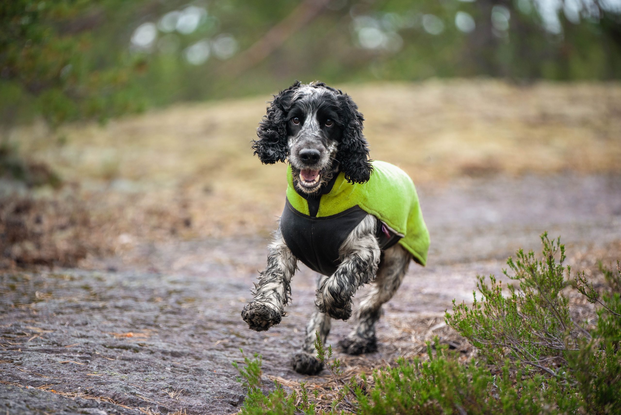 Pomppa Jumppa Performance Dog