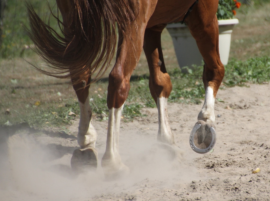 Horse Arena Dust Control for a Dusty Arena Performance Footing