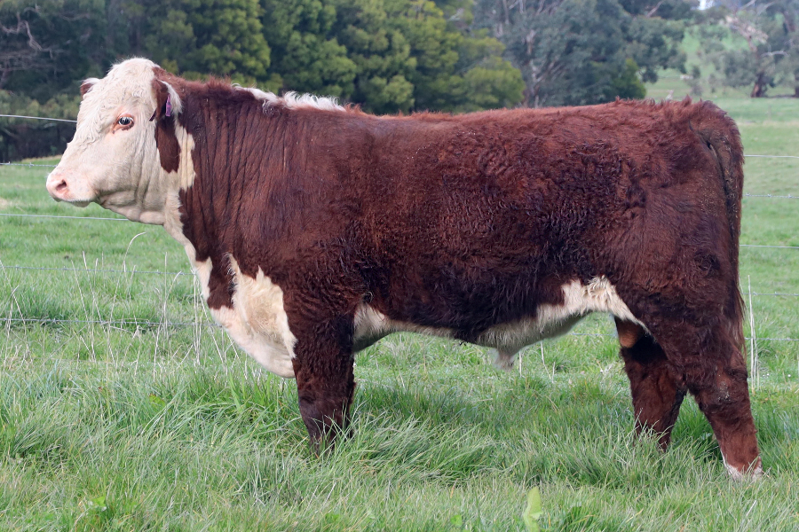 2nd Annual GPH 2022 Bull Sale Results Gippsland Performance Herefords