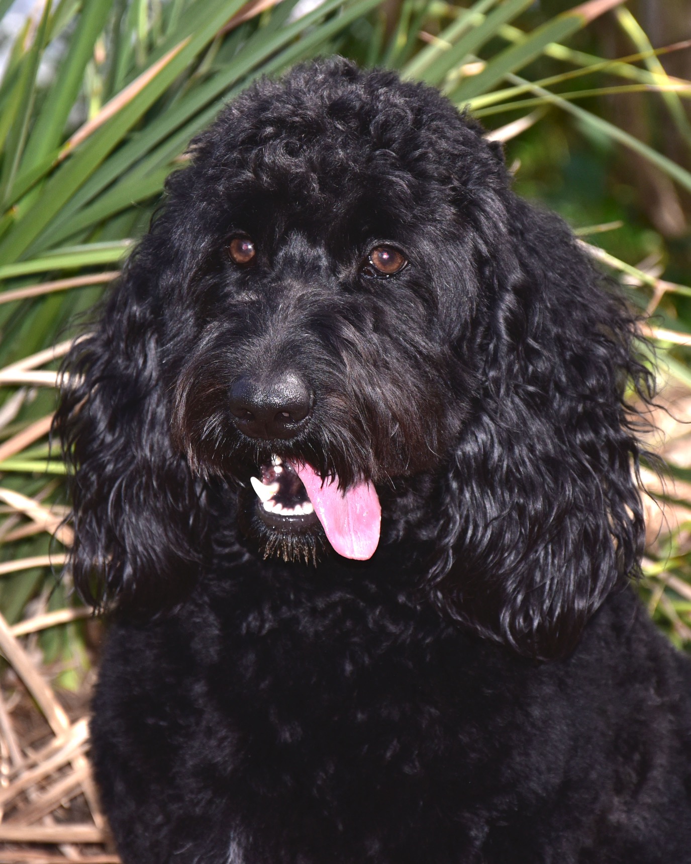 Training tips to stop your dog from jumping on visitors