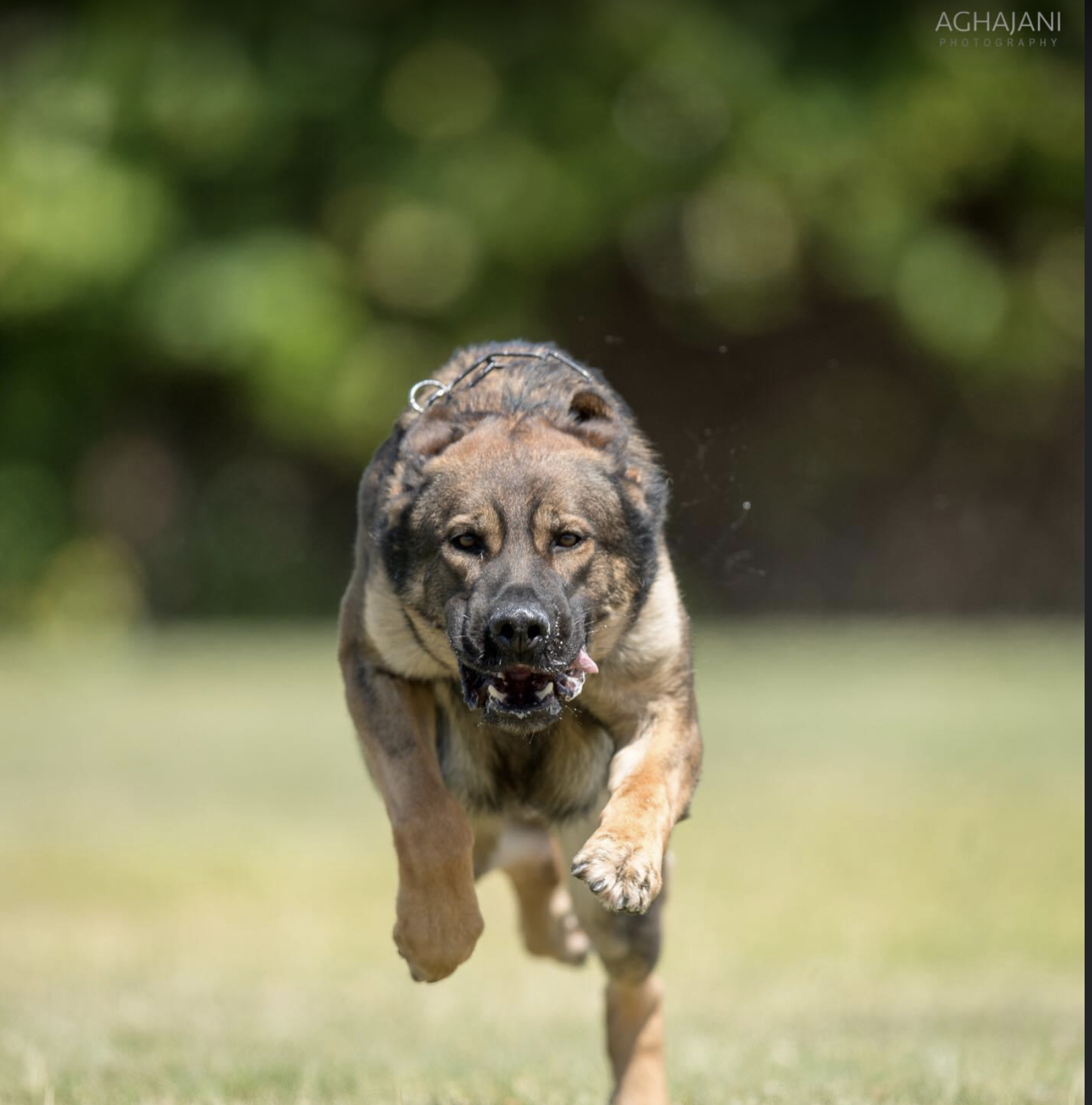 What To Know Before Buying A Protection Dog Performance K9 Training