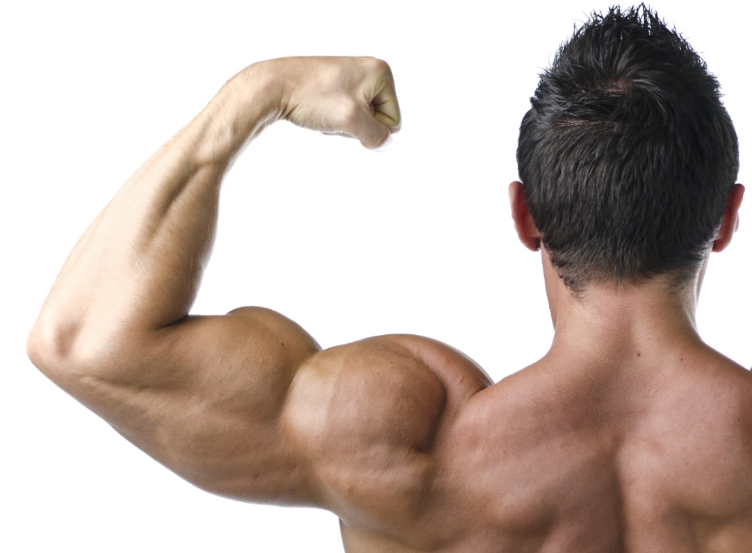 Shoulders & Arms Program Phase 3 Michael Hermann