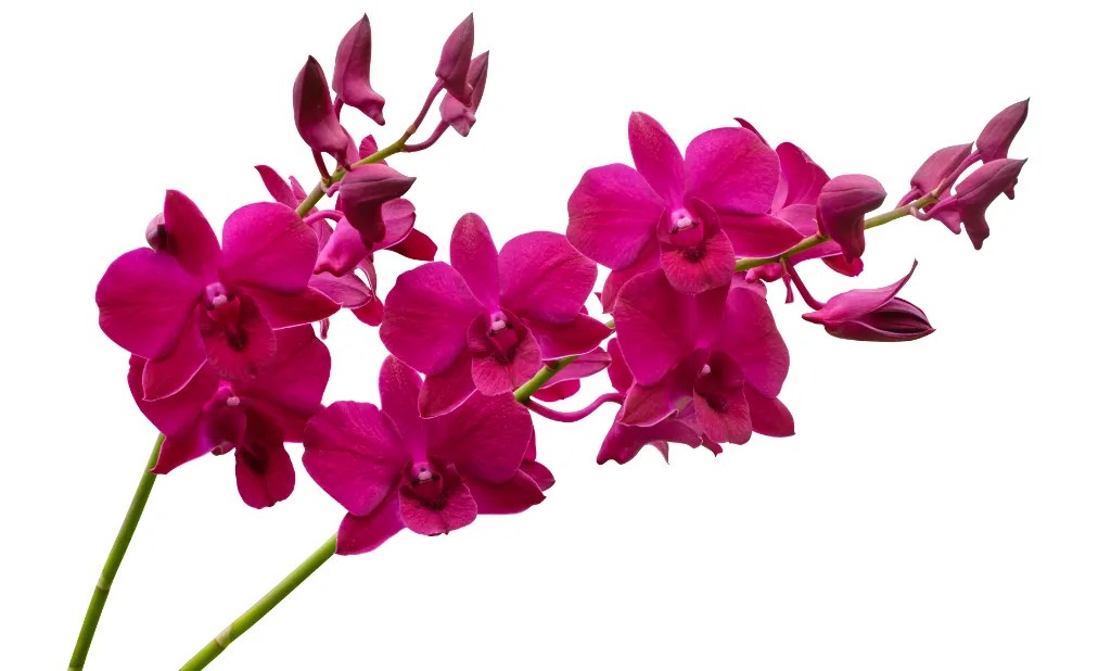 How to make perfume from flowers? 5 MAIN STEPS