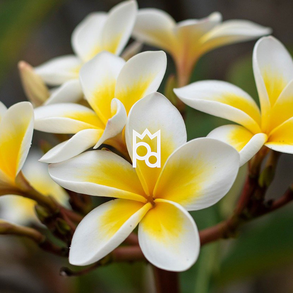 Frangipani and Lime Fragrance Oil Stunning floral scent