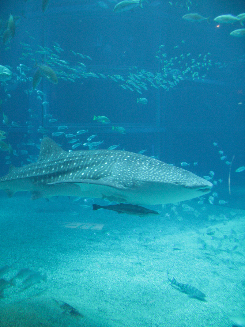 Kaiyukan Walhai Aquarium Osaka Japan Die Periegeten
