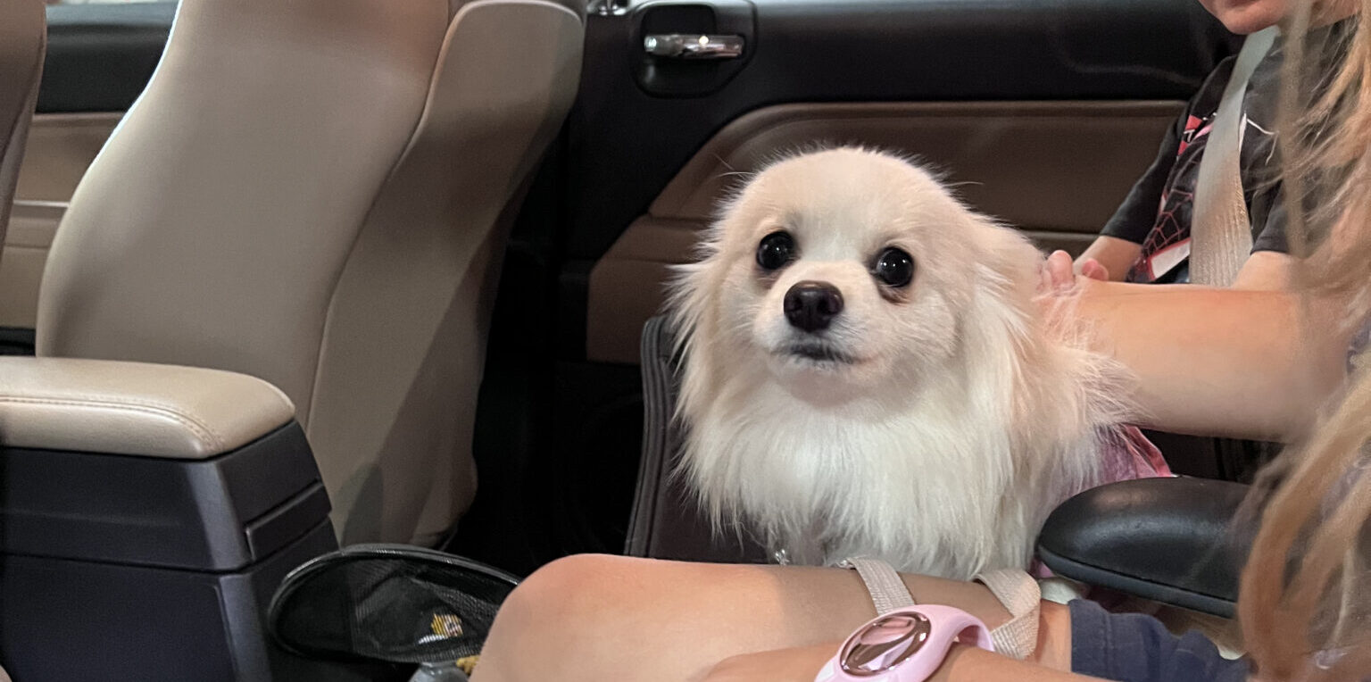 Perinton Pets Lost & Found Bulletin Town of Perinton