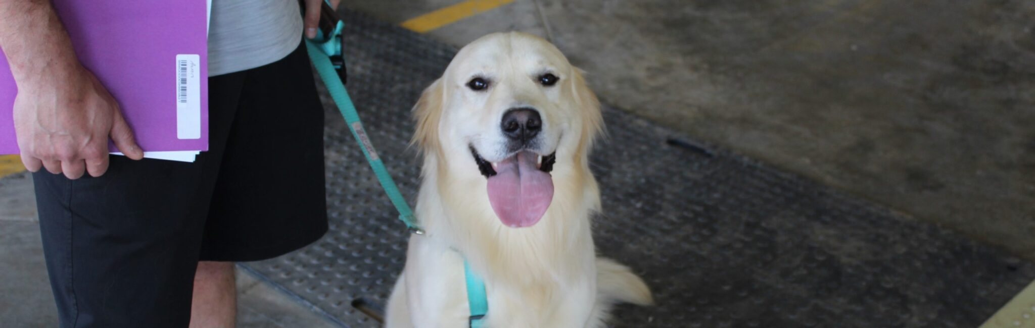 Dog Licenses Town of Perinton