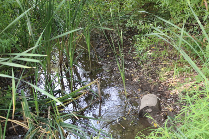 White Brook Nature Center Town of Perinton