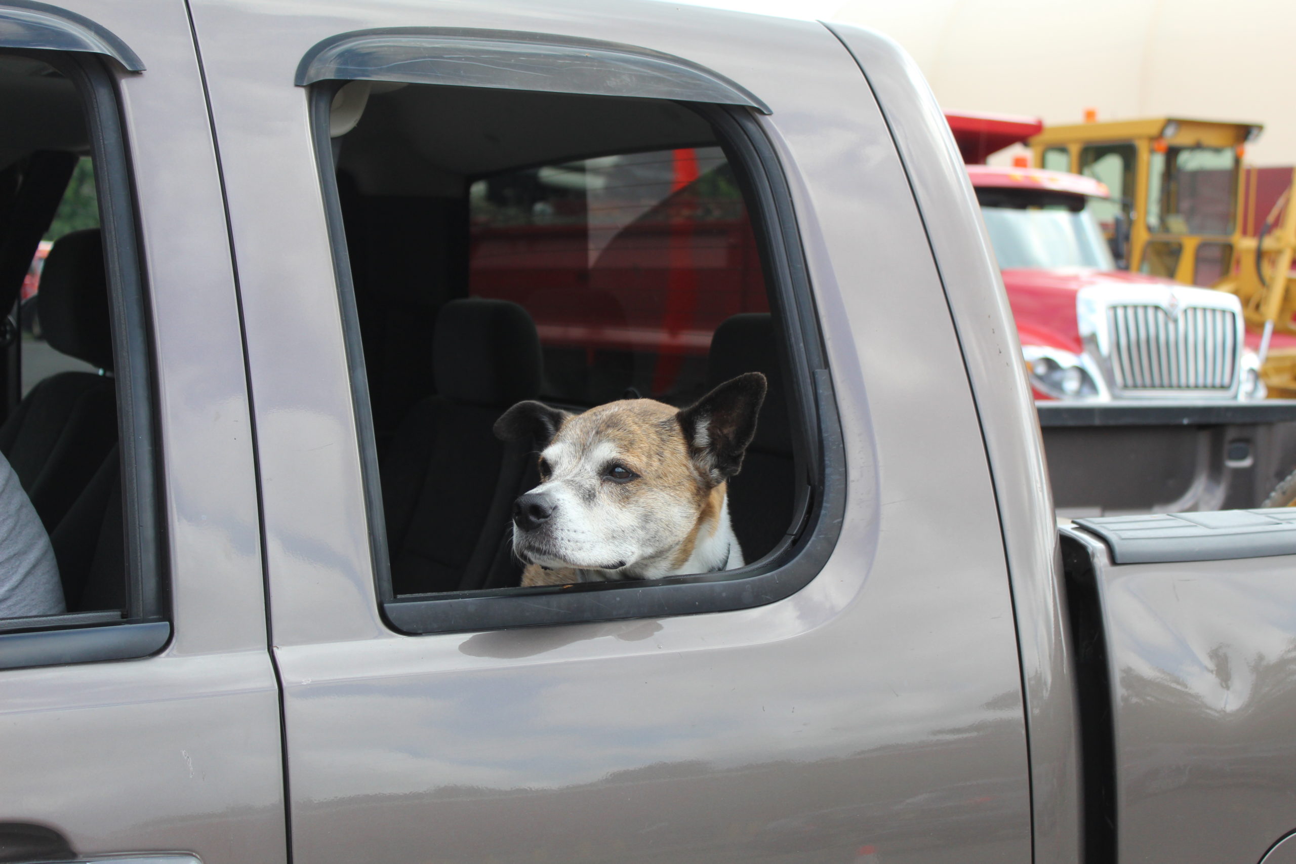Rabies Clinics Town of Perinton