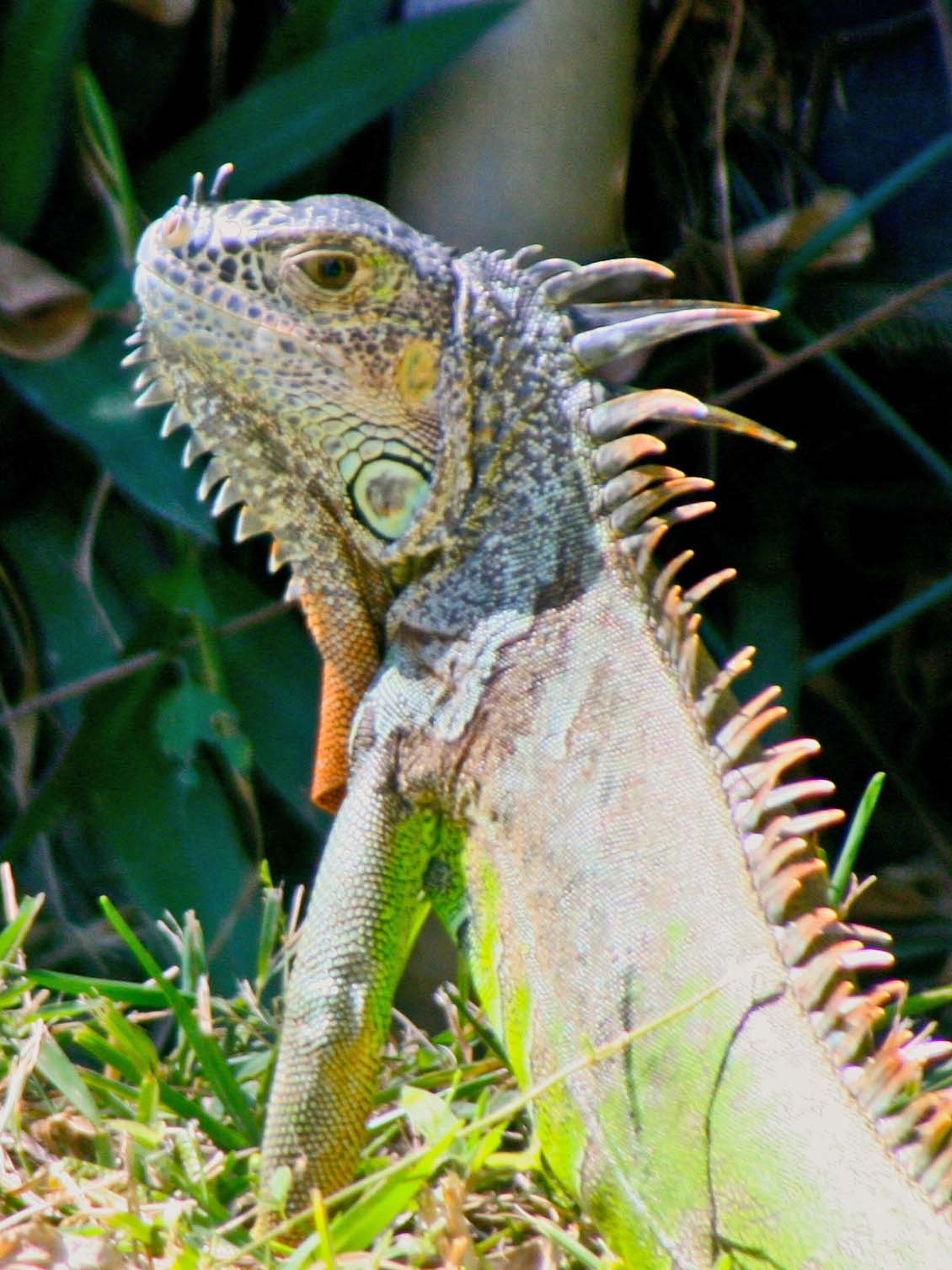 Dewlap on iguanas Wandering through Time and Place