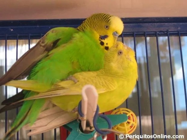 Apareamiento entre Periquitos Australianos »