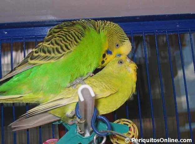 Apareamiento entre Periquitos Australianos »