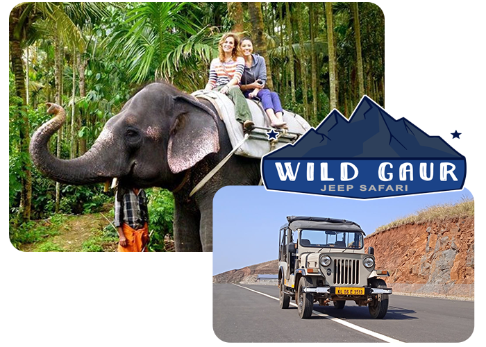 Wild Gaur Jeep Safari Let's take a Trip