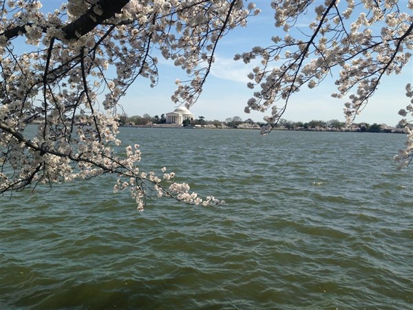 philadelphia cherry blossom festival 2023 Washington DC Cherry Blossoms