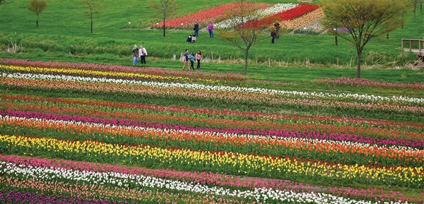 flower festival michigan 2023 Holland Michigan Tulips
